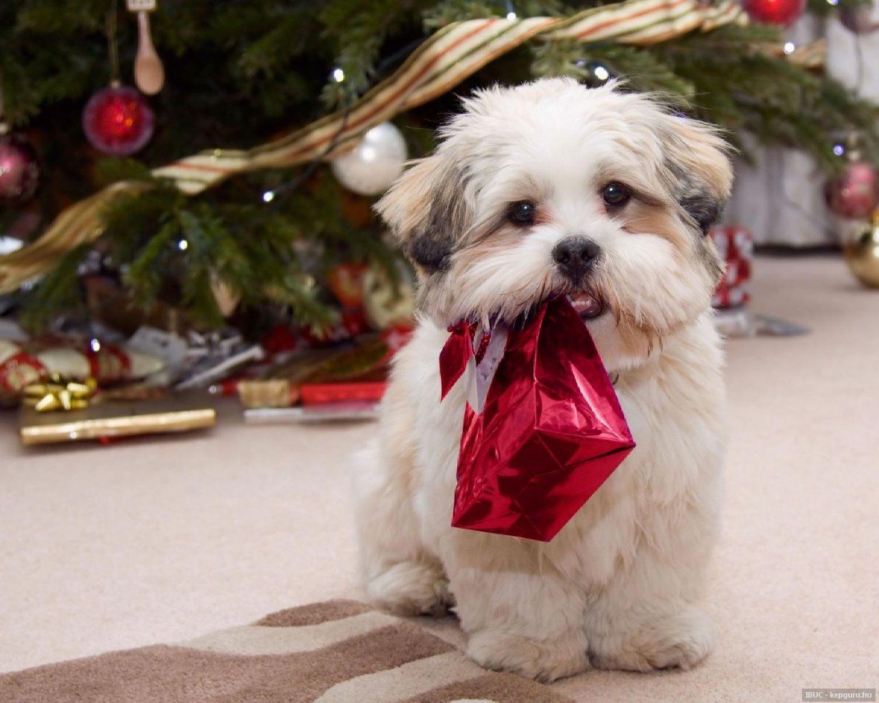 animaux chiens - Page 26