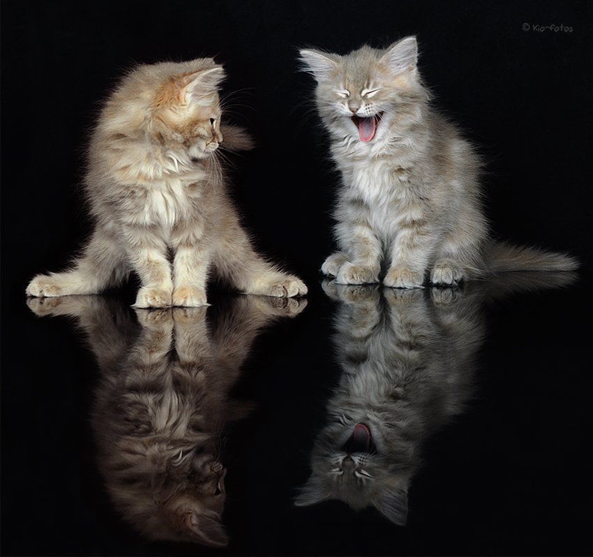 ANIMAUX CHATS CATS