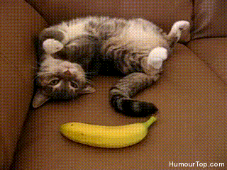 ob_77f83d_chaton-banane.gif