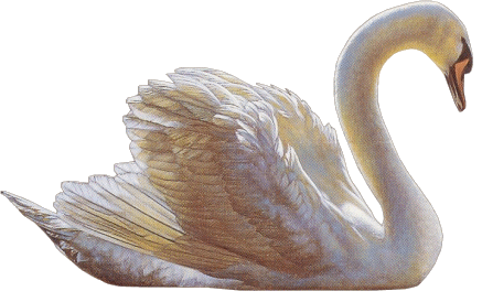 oiseau-cygne-121208.gif