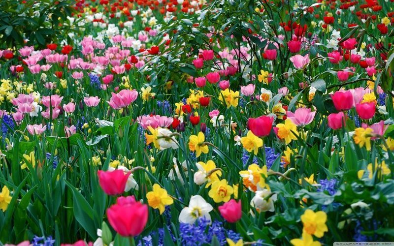 spring-flowers-wallpaperflower-wallpaper-background-hd-desktop-widescreen.jpg
