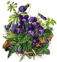 violettes.gif